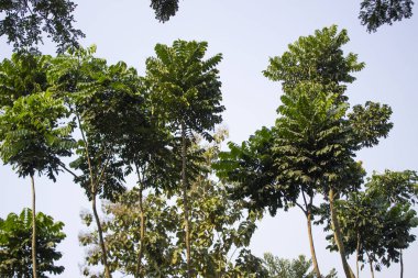 Polyscias nodosa bitkisinin yakın çekiminde, Güneydoğu Asya bölgelerine özgü bu tropikal yemyeşil tür, dokuların ve şekillerin büyüleyici bir duvar halısını sunar..