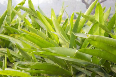 Heliconia psittacorum bitkisinin yakından bakınca, göz alıcı ve egzotik bir ekran ile karakterize edilen botanik bir mucize ortaya çıkıyor..