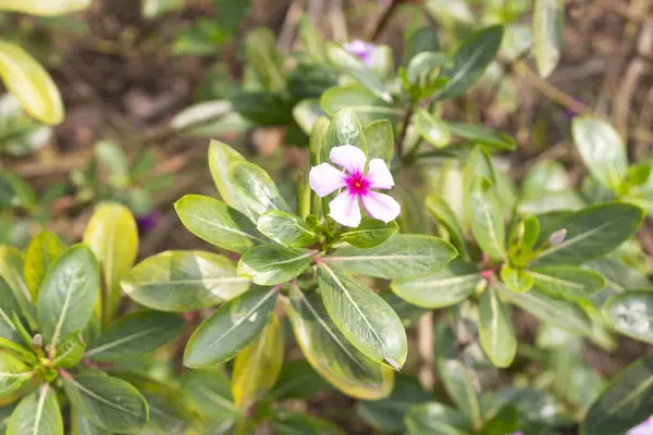Catharanthus Roseus 'un yakın çekimi bu büyüleyici çiçeğin narin ve büyüleyici portresini gözler önüne seriyor.. 