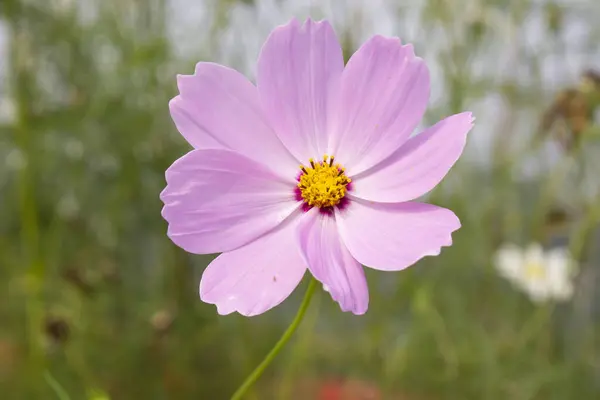 A closeup of pink cosmos parviflorus flower, presents a vision of ethereal beauty, where delicate petals unfurl in a graceful dance of color.