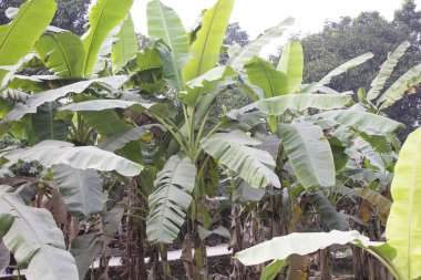 Musa ornata bitkisinin yakınlaşması, yemyeşil yaprakları ve eşsiz şişkinliği ile ortaya çıkar..