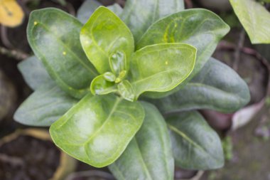 Citrus Maxima yapraklarının yakın çekimi yapraklarının karmaşık güzelliğini gözler önüne seriyor.. 