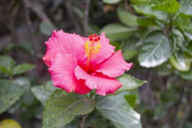 Hibiscus rosa-sinensis pembe çiçeğinin yakından bakınca doğanın nefes kesici güzelliğini gözler önüne seriyor.. 