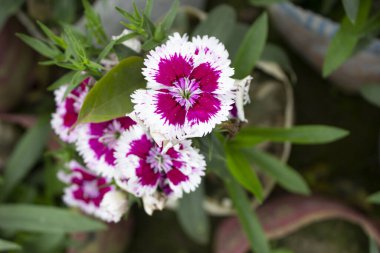 Dianthus Barbatus 'un pembe çiçekleri, Dianthus Barbatus' un narin ve büyüleyici güzelliğini gözler önüne seriyor. Gururla ayakta duran bu büyüleyici bitki gözlemcilerinin pembe çiçekleri daha yakından bakıyorlar..