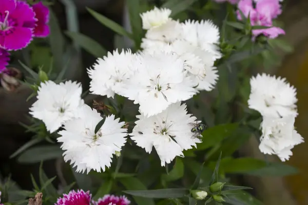 Dianthus Barbatus 'un beyaz çiçeklerine yakın çekim güzelliği detaylarda saklı ve basit bir çiçeğin zerafeti gözlemcileri botanik büyüler diyarına taşıyabilir..