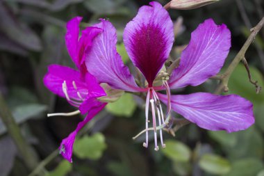 Mor Orkide Ağacı olarak bilinen Bauhinia Purpurea çiçeklerinin yakından bakınca narin taç yaprakları ve karmaşık detayların bir senfonisi olan zarif güzelliğini gözler önüne seriyor..