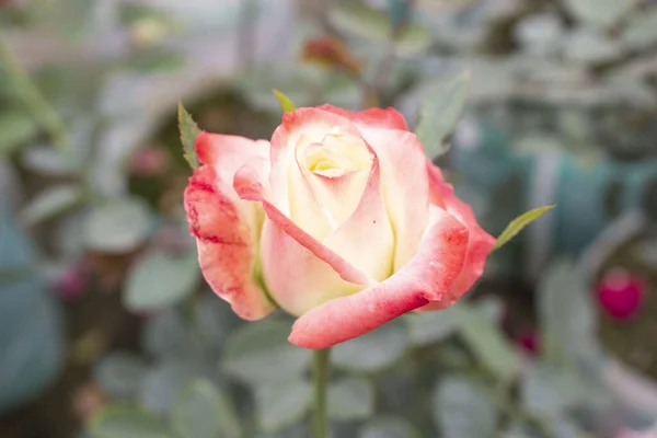 Pembe Rosa glauca çiçeğinin yakın çekimi, doğanın narin bir başyapıtı, büyüleyici bir renk, biçim ve karmaşık ayrıntıları ortaya çıkarıyor.. 