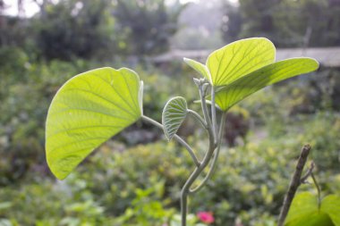 Argyreia nervosa ilk kez doğal bir arka planla ayrılır, yemyeşil doğal bir çevreye karşı kurulur, büyüleyici bir botanik zarafet manzarası gözler önüne serilir.