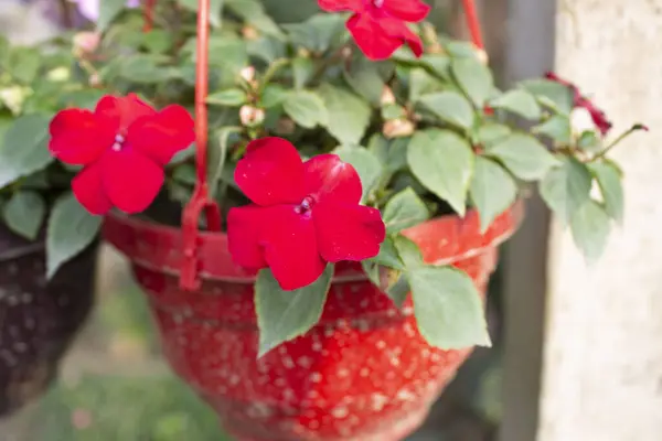 Impatiens hawkeri flowers pot, presents a vibrant and captivating display, transforming any space into a burst of lively colors and natural charm.