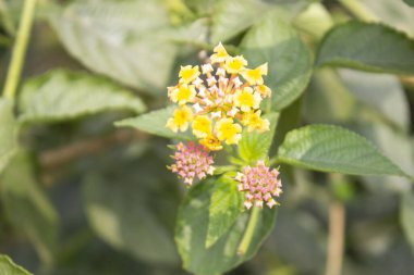 Lantana Camara çiçeklerine yakın çekim, bulanık doğal olarak, doğanın paleti canlı bir renk senfonisi ile canlanır, yumuşak, bulanık bir arkaplan eşliğinde sahnenin rüya gibi kalitesini arttırır..