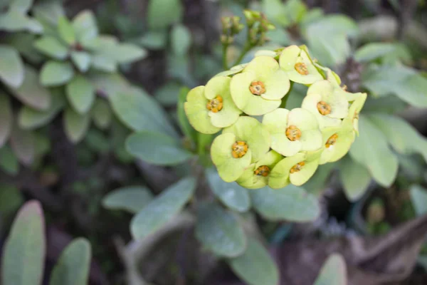 Euphorbia milii açık yeşil çiçeklerinin yakın çekiminde, her çiçek, doğanın çeşitliliğinin bir kanıtı, renk ve yapının eşsiz bir karışımını sergiliyor, Euphorbia milii türünün özünü yakalıyor..