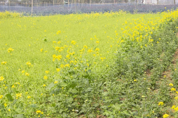 planting yellow mustard flower in rural area, a vibrant transformation unfolds as the yellow mustard flower is introduced, painting the fields with its golden hues.