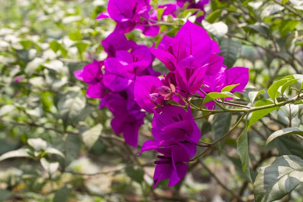 blooming bougainvillea flowers paint a scene of tropical splendor, captivating the senses with their radiant beauty.