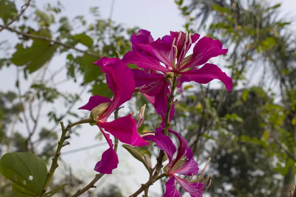 Bauhinia purpurea mor çiçekleri, her çiçek, mor renklerin bir senfonisi, zarafet ve incelik havası yayar, manzara üzerine bir mucize büyüsü yapar..