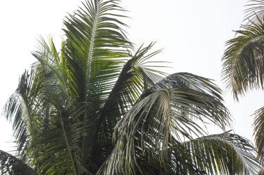 Cocos Nucifera bitkisine yakın çekim doğal mühendislik ve tropikal güzelliğin büyüleyici bir görüntüsünü gözler önüne seriyor..