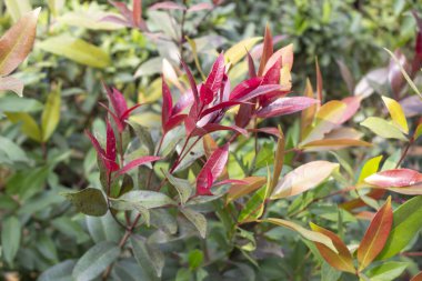 Syzygium jambos 'un yakın çekimlerinde gül elması ya da jambu olarak da bilinen taze yapraklar botanik karmaşıklığı ve gençlik enerjisi sahnesini gözler önüne seriyor.. 