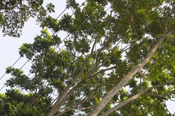Yeşil ağaçların yüksek açılı görüntüsü, panorama izleyicinin bakışlarının altında uzanan zümrüt bir duvar halısı gibi açılır.. 