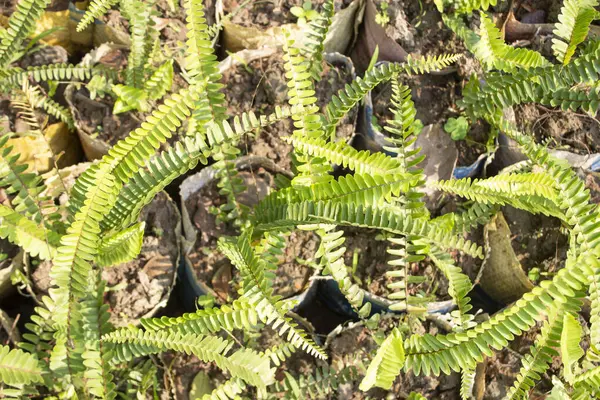 Nephrolepis cordifolia bitkisinin yakın çekimi, yaygın olarak tuber merdiven eğreltiotu olarak bilinir, botanik karmaşıklığı ve yeşilliğin büyüleyici bir gösterisiyle karşılanır.. 