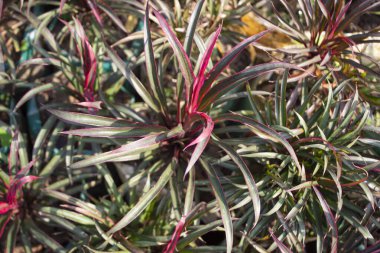 Dracaena reflexa bitkisinin yakın çekiminde çarpıcı bir doku, renk ve karmaşık detaylar dizisi, tropikal zarafetiyle büyüleyici gözlemciler ortaya çıkar..