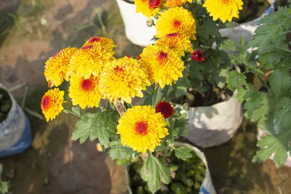 Chrysanthemum morifolium sarı çiçeklerinin yakın çekimi, doğanın sanatının bir başyapıtı olan her çiçek, göz alıcı güzelliğiyle gözlemciyi büyüler..