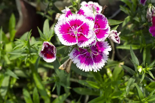 Dianthus chinensis 'in yakın plan beyaz-pembe çiçekleri bu büyüleyici çiçeğin güzelliğini simgeleyen zarif taç yaprakları, karmaşık detaylar ve ince renkleri gözler önüne seriyor..