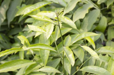 Artabotrys hexapetalus yapraklarının yakın çekimi botanik karmaşıklığın büyüleyici bir gösterisini ortaya koyuyor.. 