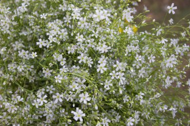 Çiğneme çiçeğinin yakın çekimi, botanik zarafetin narin ve büyüleyici bir görüntüsünü gözler önüne seriyor..