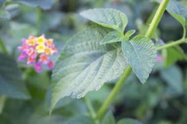 Lantana Camara yapraklarının yakın çekimi botanik karmaşa ve canlılığın büyüleyici bir duvar halısını gözler önüne seriyor.. 