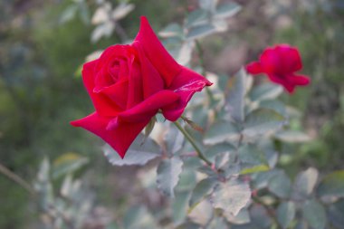 Rosa odorata çay çiçeğinin yakın çekimi, enfes güzelliği ve baş döndürücü kokusuyla bilinir, Rosa kokusu, genellikle çay gülü olarak adlandırılır, Rosa cinsi içinde klasik ve sevilen bir çeşitliliktir..