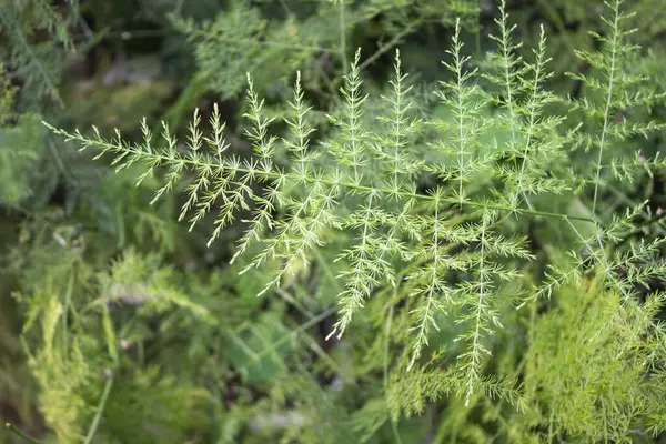Asparagus setaceus yapraklarının yakın çekiminde yaprağın yüzeyi, dokunsal keşiflere davetiye çıkaran tüylü bir dokuya sahip, iğne benzeri küçük projeksiyonlarla süslenir..