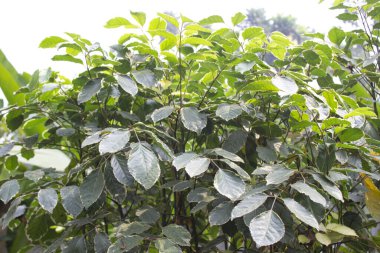 Polyscias Guilfoylei yapraklarının yakın çekimlerinde, Araliaceae ailesine ait bu yapraklar eşsiz şekilleri, dokuları ve renkleriyle karakterize edilir ve bu da onları gözlem için büyüleyici bir konu haline getirir..