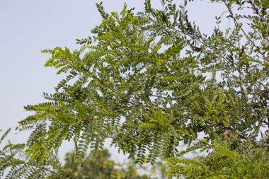 Vachellia Robusta yapraklarına yakın çekim bu ağaç türünün karmaşık güzelliğine ve ekolojik önemine büyüleyici bir bakış sunar.. 