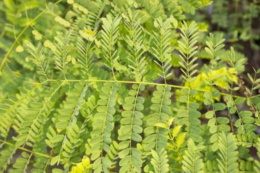 Delonix rejim yapraklarının yakın çekimi botanik karmaşıklığı ve doğal zarafeti gözler önüne seriyor..