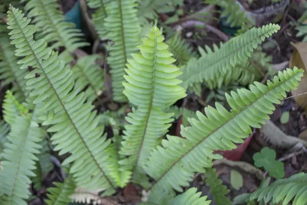 Nephrolepis cordifolia yapraklarının yakın çekimi büyüleyici bir dizi botanik karmaşıklığı gözler önüne seriyor, bu eğreltiotu türünün enfes güzelliğini gözler önüne seriyor.. 