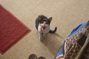 Aç bir kedi yemek istiyor, yalvaran gözleri olan pasaklı bir tekir kedi kapının önünde oturuyor, gürültülü midesi açlığına ihanet ediyor.. 