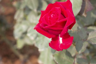 Rosa 'nın kokulu çay çiçeğine yakın plan, bulanık doğal çiçekli, büyüleyici detaylarıyla enfes güzelliğini gözler önüne seriyor..