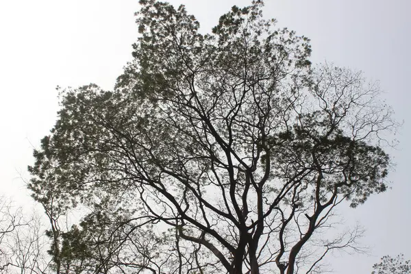 Enterolobium Cyclocarpum Tree Sky Background Commonly Known Guanacaste ...