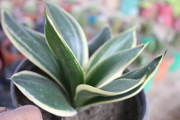 Stucky 's Dragon Tree olarak da bilinen Dracaena stuckyi bitkisine yakın çekim, süs ve ayırt edici özellikleriyle saygı duyulan çarpıcı bir tropikal bitkidir..