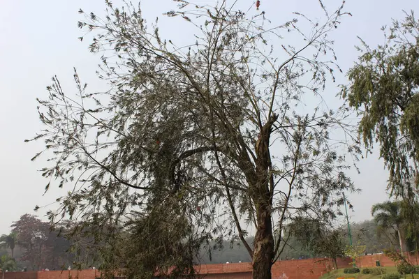 Melaleuca Viminalis yapraklarını kapatarak büyüleyici botanik zarafeti ve karmaşık ayrıntıları gözler önüne seriyor.. 