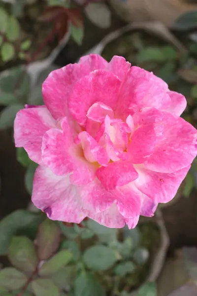 Rosa odorata pembe çiçeğine yakın, tek bir Rosa kokulu pembe çiçek göz kamaştırıcı bir mücevher gibi duruyor, onun enfes güzelliğini gören herkesi büyülüyor..