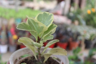 Peperomia Magnoliifolia 'nın yakın çekimi botanik karmaşıklıklarının büyüleyici bir duvar halısını gözler önüne seriyor.