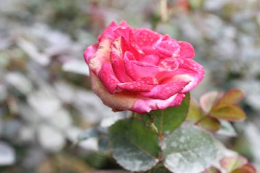 Kırmızı yapraklı gül ya da mavi yapraklı gül olarak da bilinen Rosa Glauca çiçeğinin yakın çekimi botanik sanatının ve zarafetin büyüleyici bir gösterisini gözler önüne seriyor.. 
