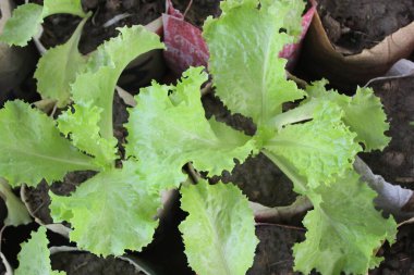 Sebze tarlasında yetişen laktuca sativa, genel olarak marul olarak bilinen, dünya çapında taze dokusu, hafif tadı ve mutfak uygulamalarında çok yönlülüğü ile ödüllendirilen bir sebze tarlalarıdır.. 