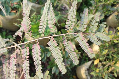 Phyllanthus amblica yapraklarının yakın çekimi, her yaprak tipik olarak 1 ila 2 inç uzunluğunda ve eliptik veya obuvate şekli ile karakterize edilir..