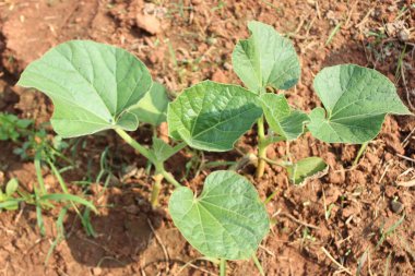 Lagenaria Siceraria bitkisine yakın çekim, genellikle şişe kabağı ya da kabak olarak bilinir, doğanın yaratıcılığı tam ekran üzerindedir..