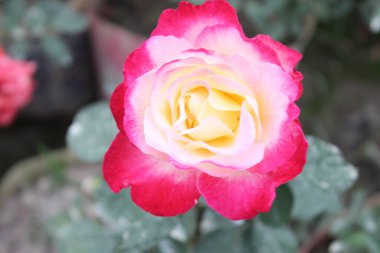 Rosa 'nın yakından çekilmiş kırmızı ve pembe çiçekleri nefes kesen canlı renkler ve karmaşık güzellikler sunar.. 