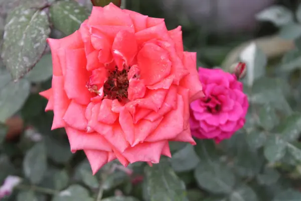 Rosa Lucieae 'nin kırmızı çiçeğinin yakın çekimi narin güzelliğin ve ince detayların nefes kesici bir senfonisini gözler önüne seriyor..