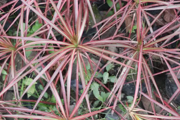 Hindistan 'ın Şarkısı olarak da bilinen Dracaena reflexa renkli bitkisinin yakın çekimi, egzotik cazibesiyle gözü büyüleyen renk ve dokulardan oluşan çarpıcı bir duvar halısı ortaya çıkarıyor.. 