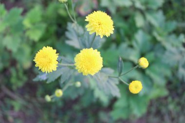 Kasımpatı morfolium sarı çiçeklerinin yakın çekimi bu narin çiçeklerin karmaşık güzelliğini gözler önüne seriyor..