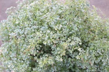 Polyscias Guilfoylei bitkisinin yakın çekimi bu tropikal bitki türünün karmaşık güzelliğine bir göz atma imkanı sunuyor..